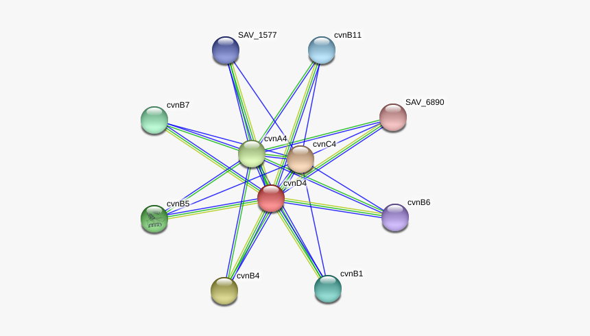 Cvnd4 Protein - Circle, HD Png Download, Free Download