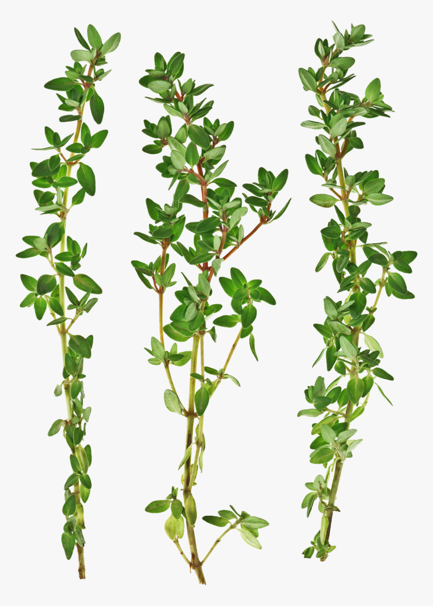 Thumb Image - Thyme Png, Transparent Png, Free Download