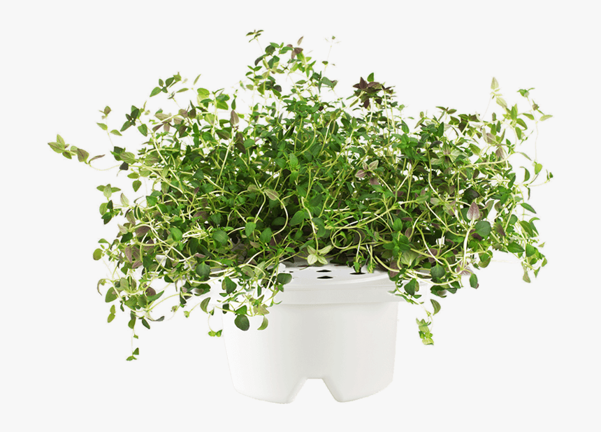 Thyme Plant Png , Png Download - Thyme Plant Transparent Background, Png Download, Free Download
