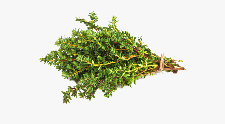 Thyme Png, Transparent Png, Free Download