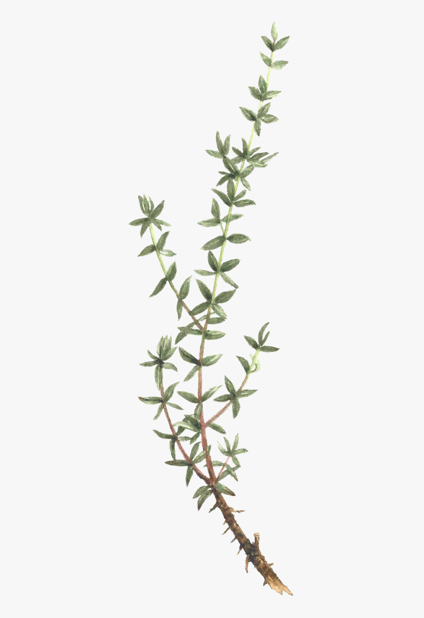 Thyme Png, Transparent Png, Free Download