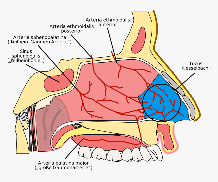 Irrigacion De La Nariz , Png Download - Irrigacion De La Nariz, Transparent Png, Free Download