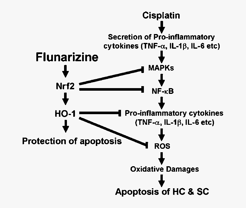 Flunarizine Mechanism Of Action, HD Png Download, Free Download