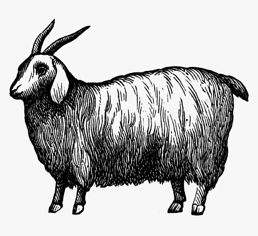 Goat-cashmere - Sheep, HD Png Download, Free Download