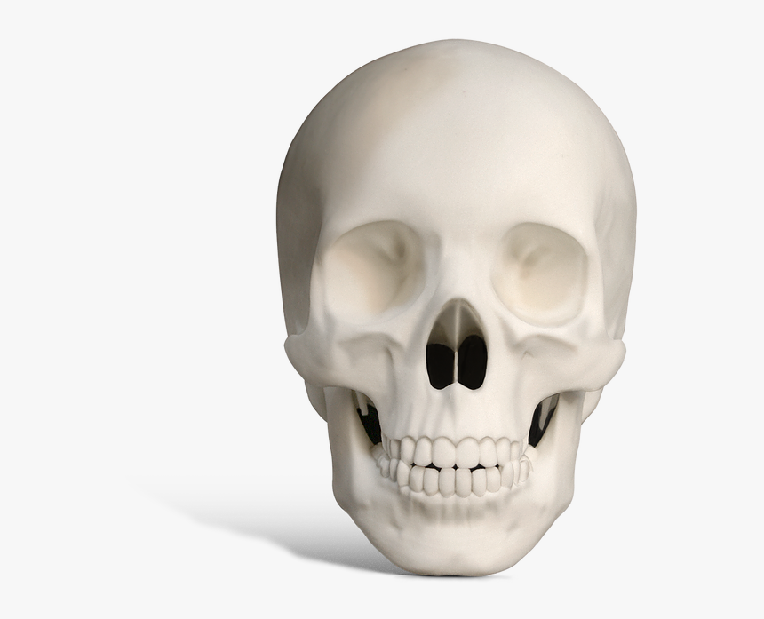 Thumb Image - Skull, HD Png Download, Free Download