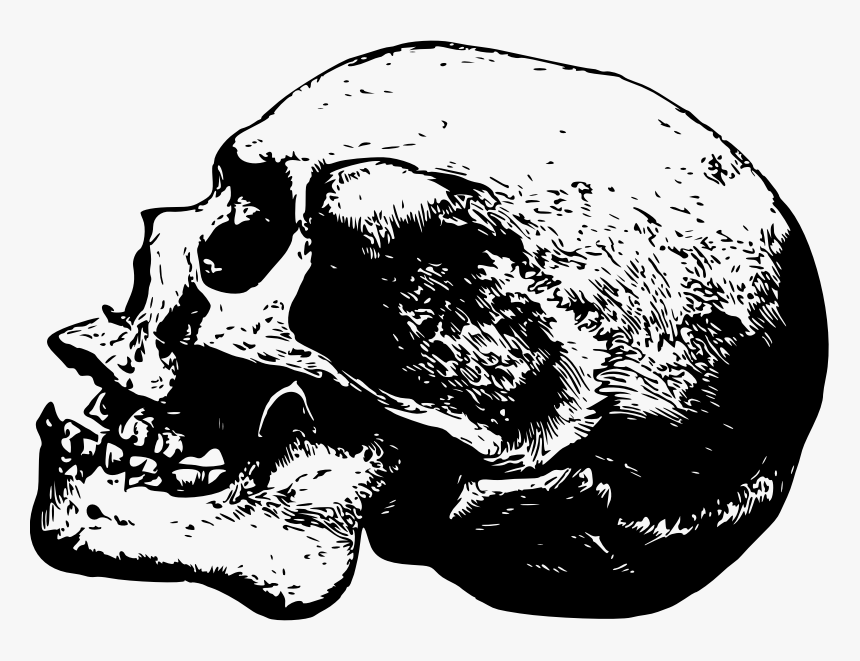 Skull - Illustration, HD Png Download, Free Download