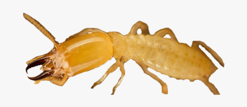 Termite Png Free Download - Weevil, Transparent Png, Free Download