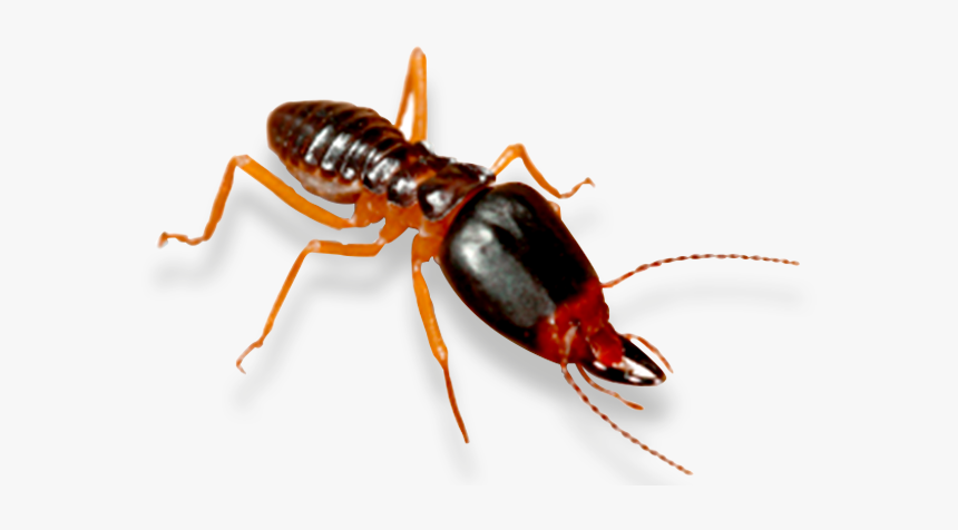 Termite Control Fort Mill Rock Hill Charlotte - Termite, HD Png Download, Free Download