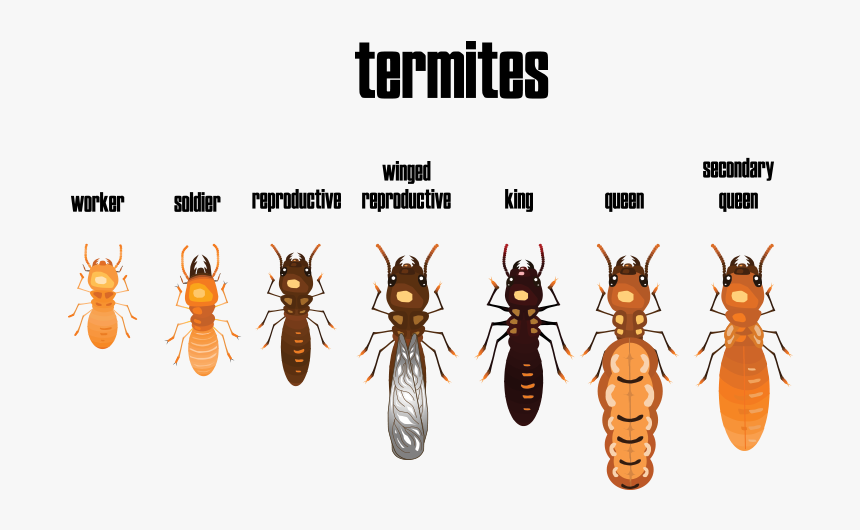 Different Termites, HD Png Download, Free Download