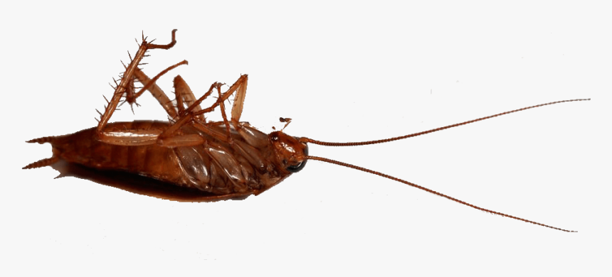 Ant - Madagascar Hissing Cockroach, HD Png Download, Free Download