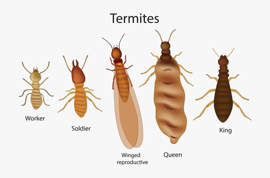 Do Termites Look Like, HD Png Download, Free Download