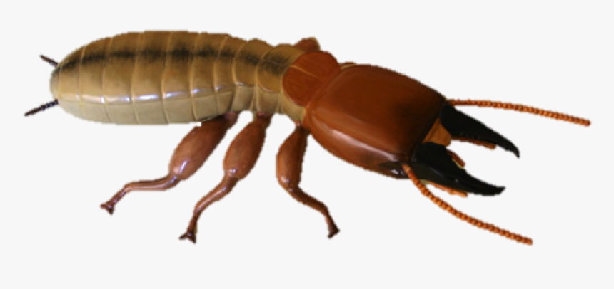 Termite Pest Control Treatments - Termite Transparent Background, HD Png Download, Free Download