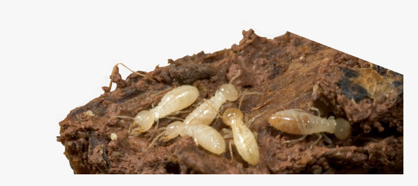 Termites Termite Damage Termite Treatment Exterminator - Termite Pest Control Png, Transparent Png, Free Download