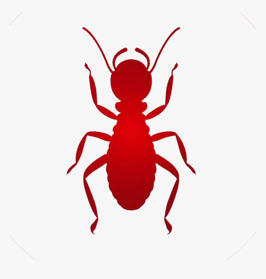 Ant, HD Png Download, Free Download