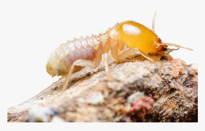 Close Up Of A Termite On A Piece Of Mud, HD Png Download, Free Download