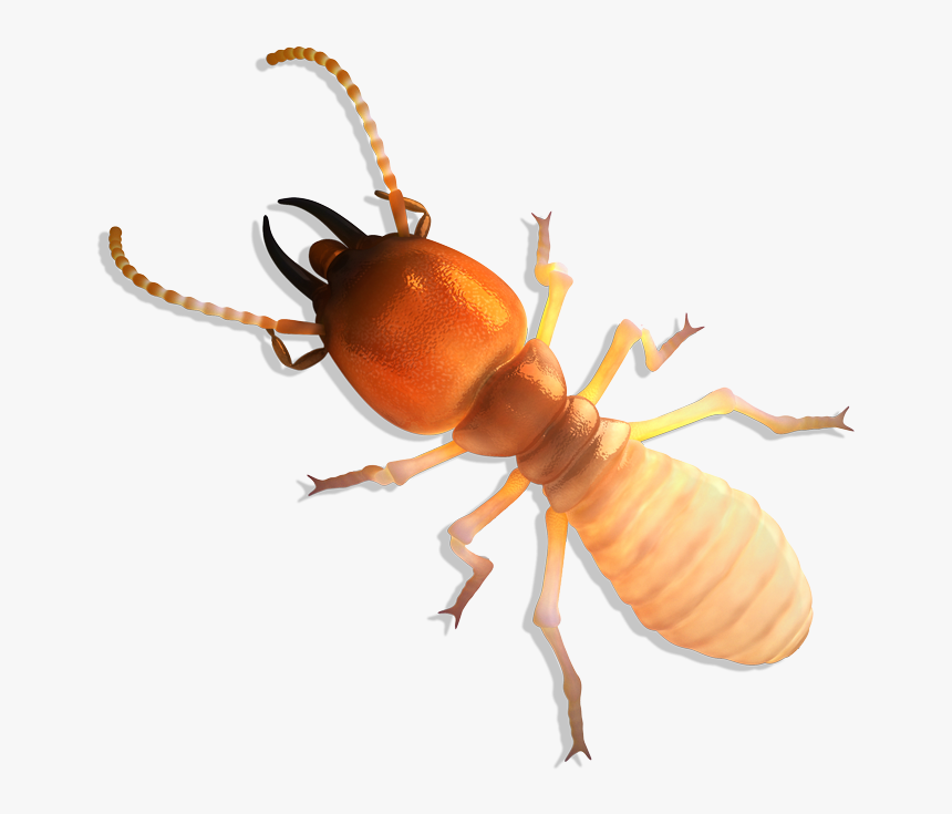 Termite Meaning In Tamil, HD Png Download, Free Download