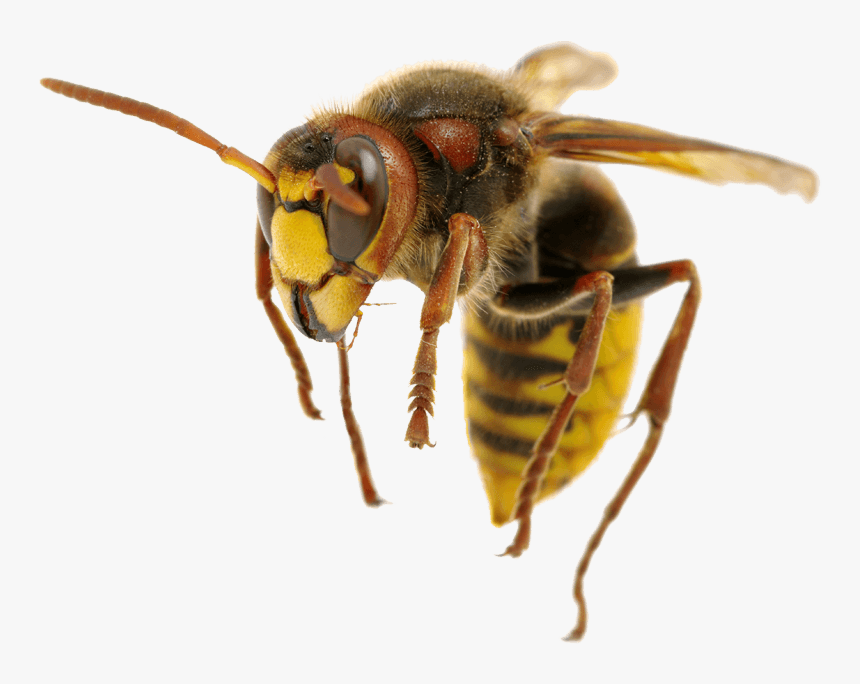 Hornet, HD Png Download, Free Download