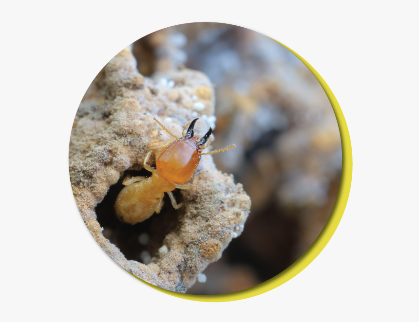 Termite How Much, HD Png Download, Free Download