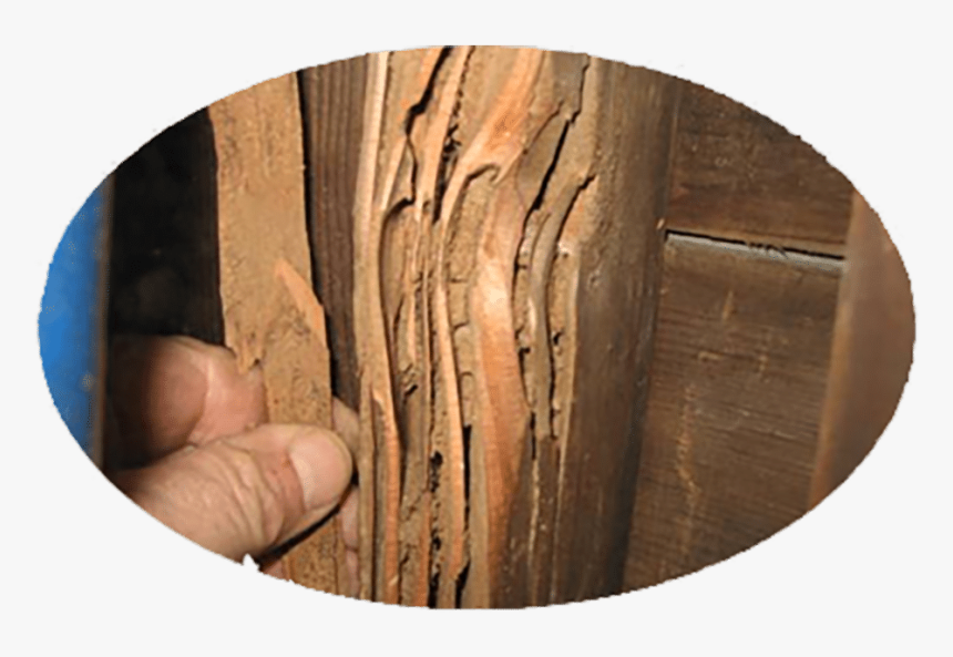 Nvirotect"s Termite Services - Termite, HD Png Download, Free Download