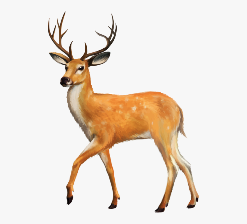 Deer Png, Transparent Png, Free Download