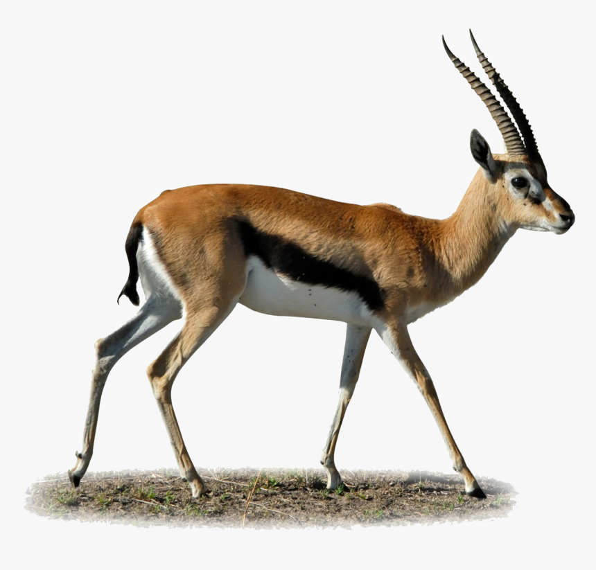 Download Gazelle Png Clipart - Gazelle Png, Transparent Png, Free Download