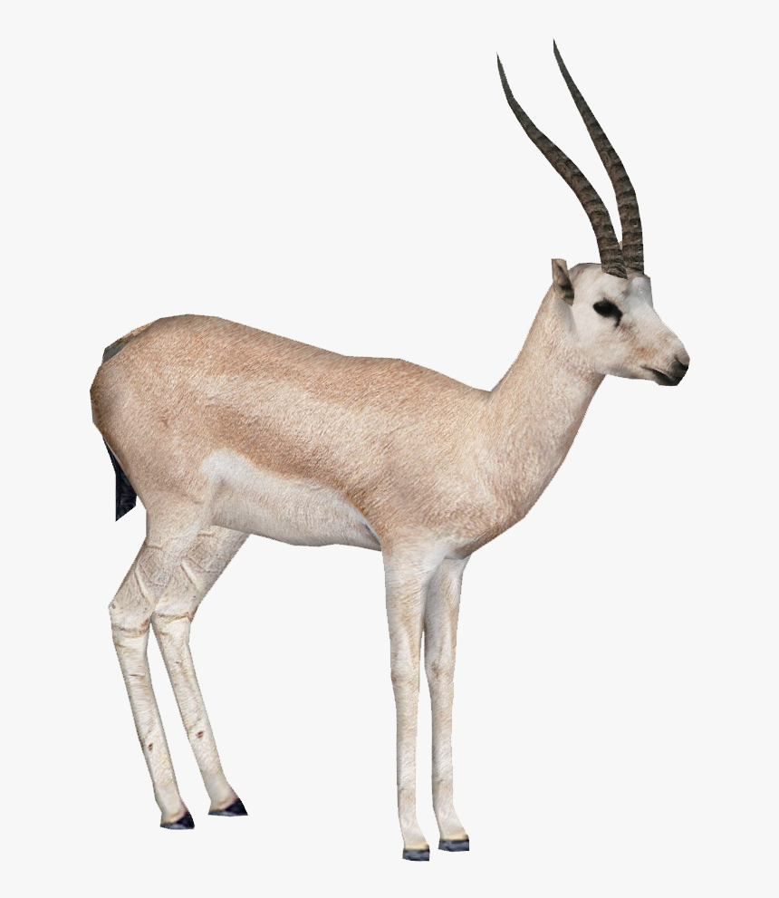 Gazelle Transparent Background, HD Png Download, Free Download