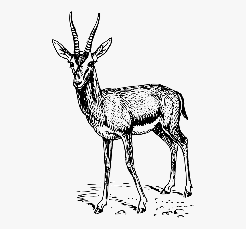 Gazelle, Animal, Standing, Mammal, Antlers, Wildlife - Gazelle Drawing, HD Png Download, Free Download