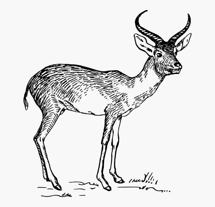 Antelope,musk Deer,gazelle - Antelope Clipart Black And White, HD Png Download, Free Download