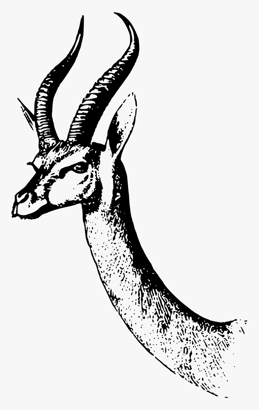 Gerenuk Head Clipart Black And White, HD Png Download, Free Download