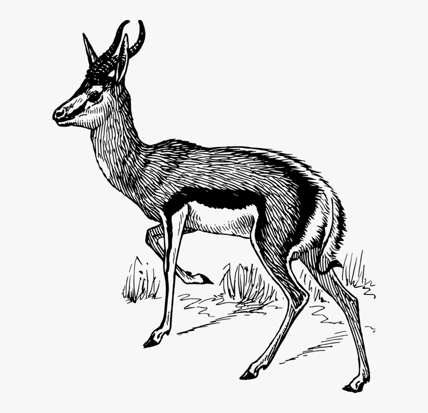 Antelope,art,musk Deer - Clipart Of Springbok Black And White, HD Png Download, Free Download