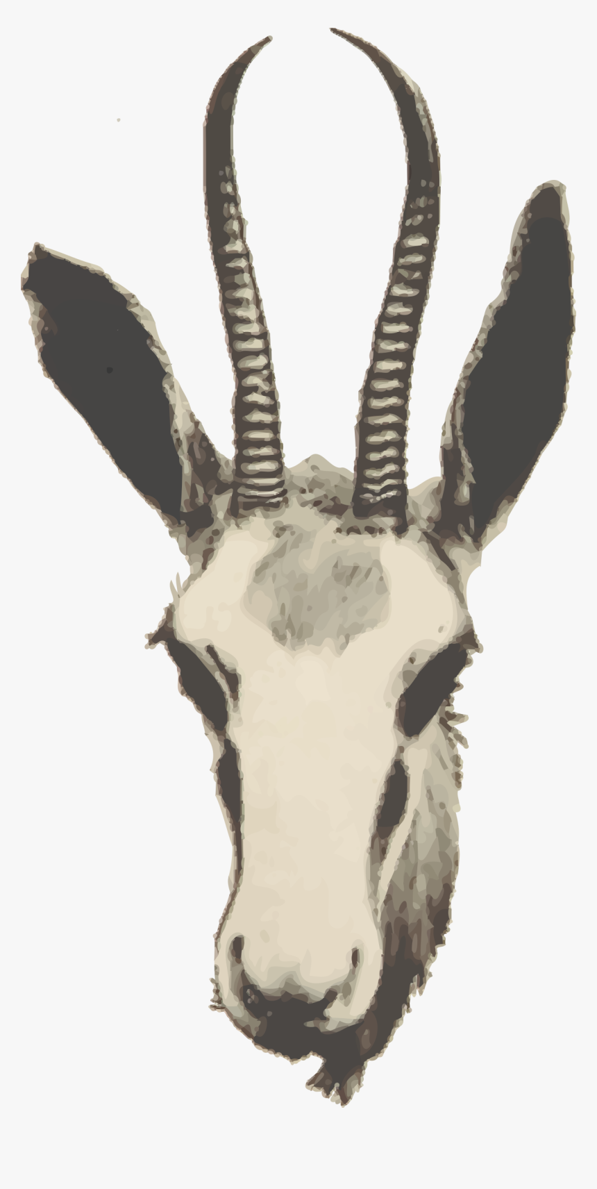 Springbok Ewe"s Head Clip Arts - Springbok Head Png, Transparent Png, Free Download