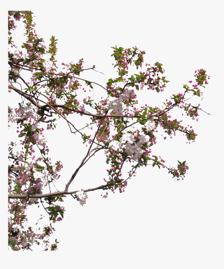 Transparent Peach Tree Png - Tree Close Png, Png Download, Free Download