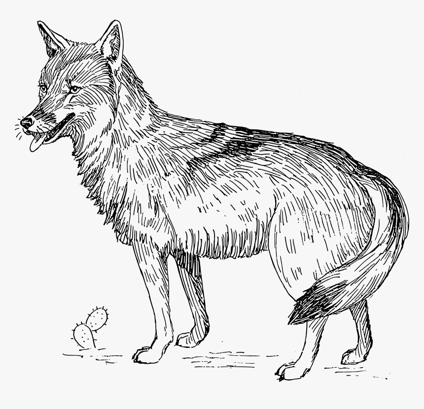 Coyote Clipart Black And White, HD Png Download, Free Download
