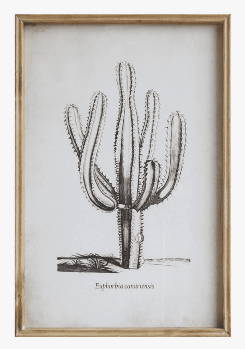 Euphorbia Canariensis Cactus Print"

 
 Data Rimg="lazy"
 - Picture Frame, HD Png Download, Free Download