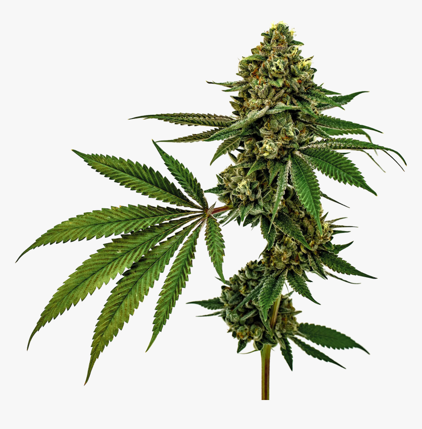 Cannabis, HD Png Download, Free Download