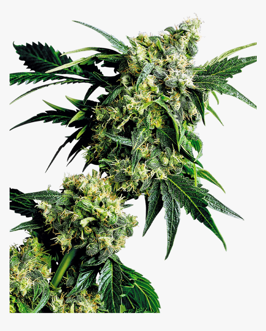 Nice G13 X Hash Plant - G13 Hash Plant Sensi Seeds, HD Png Download, Free Download