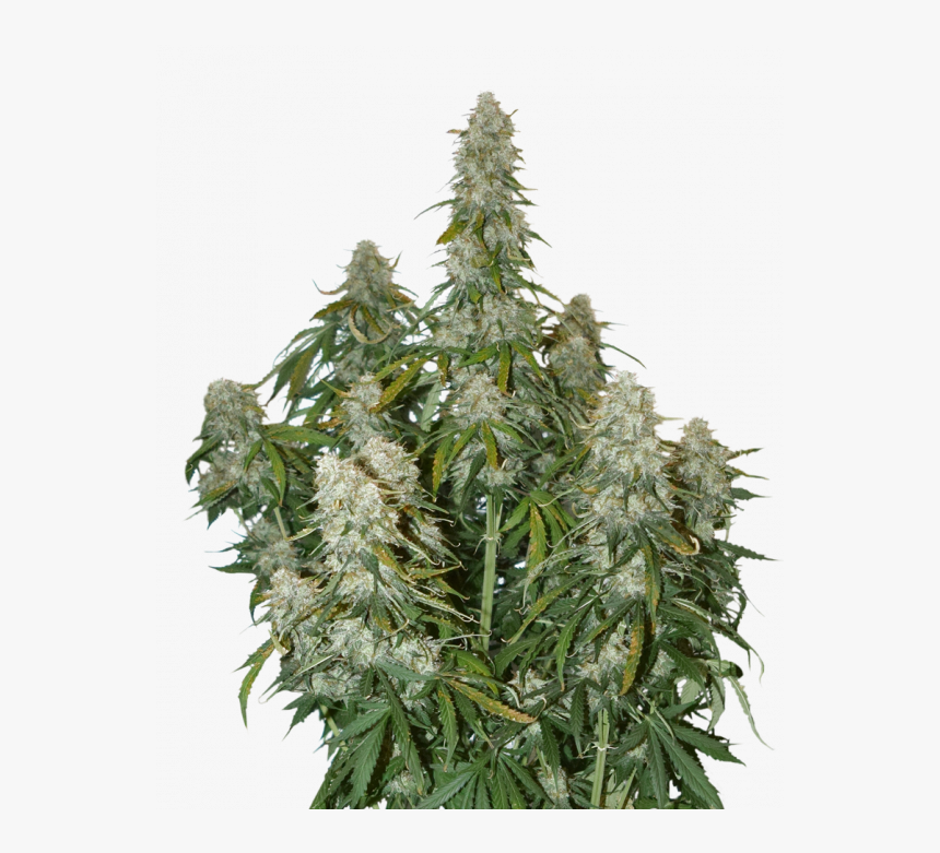 Big Bud Auto - Big Bud Xxl Auto, HD Png Download, Free Download