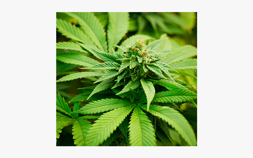 Marijuana A Herb, HD Png Download, Free Download