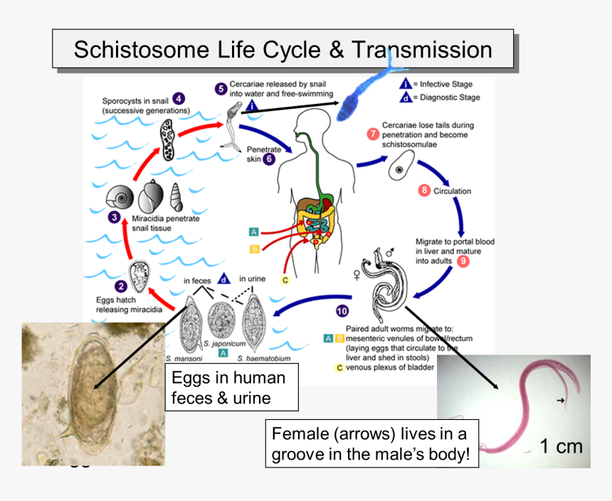 Schistosomiasis Life Cycle, HD Png Download, Free Download