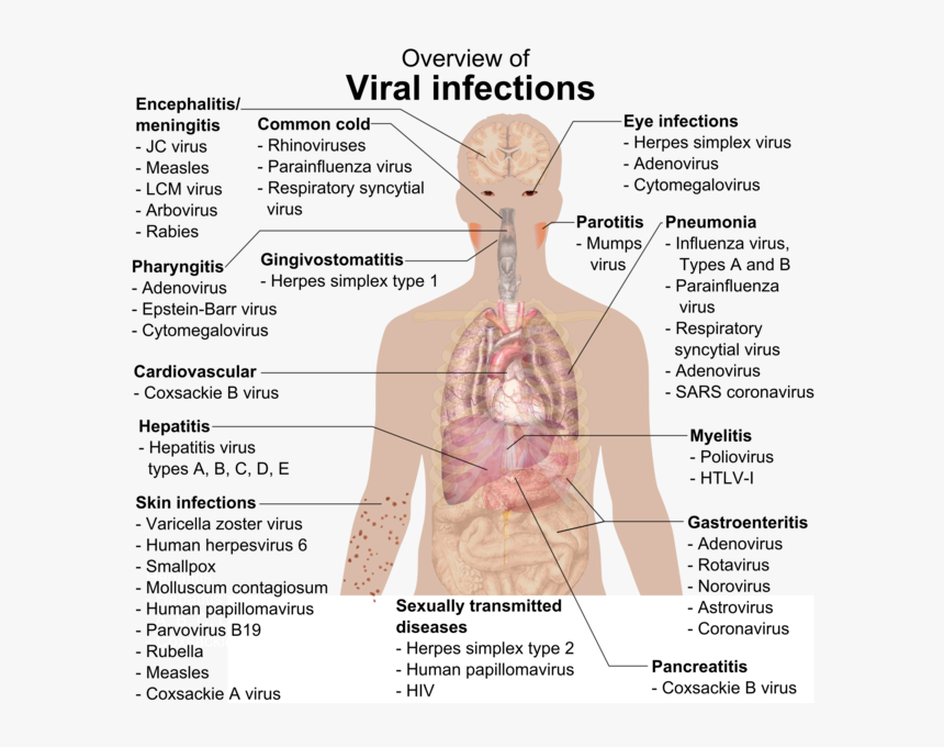 Overview Of Viral Infections, HD Png Download, Free Download