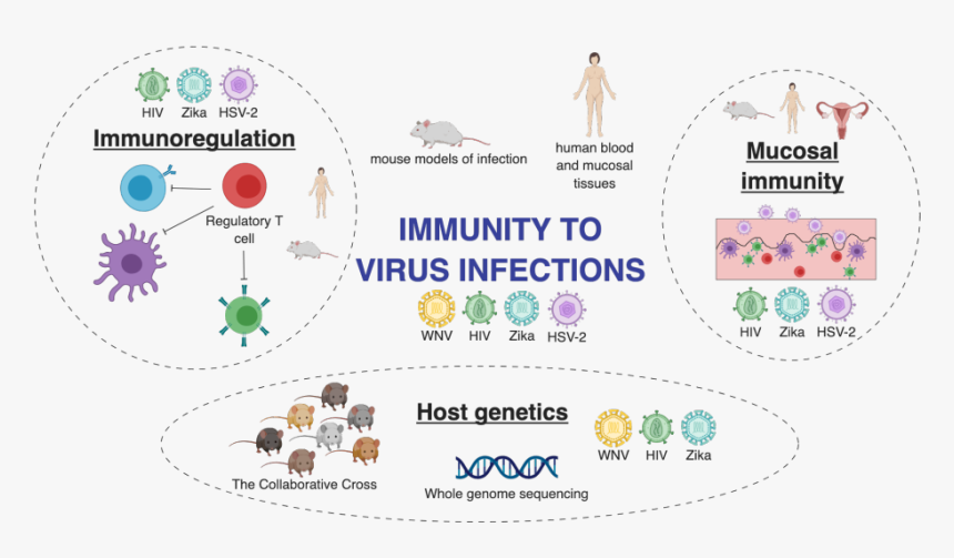 Lab Theme - Immune Response To Hsv 2, HD Png Download, Free Download