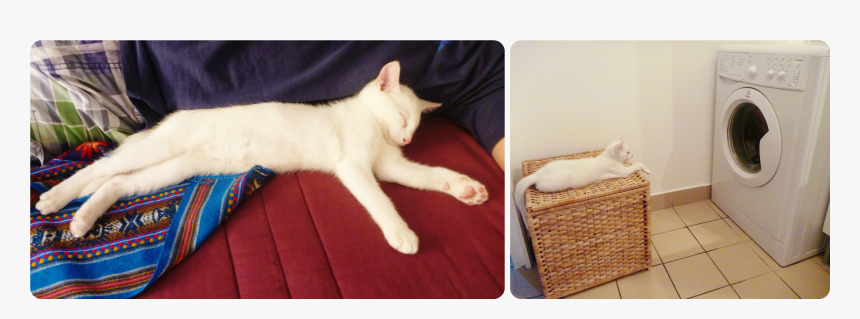 Domestic Short-haired Cat, HD Png Download, Free Download