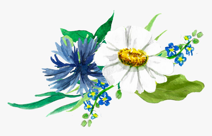 Chamomile Drawing, HD Png Download, Free Download