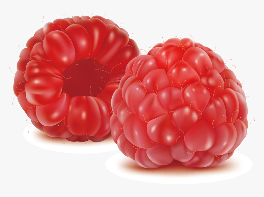 Raspberry Drawing Blackberry Fruit - 산딸기 일러스트, HD Png Download, Free Download