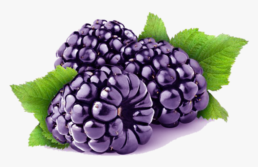 Loch Ness Blackberry Cultivar - Transparent Background Berry Png, Png Download, Free Download