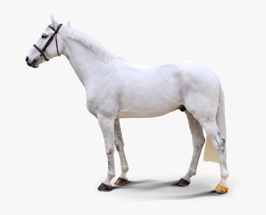 Transparent Baby Horse Png - Stallion, Png Download, Free Download