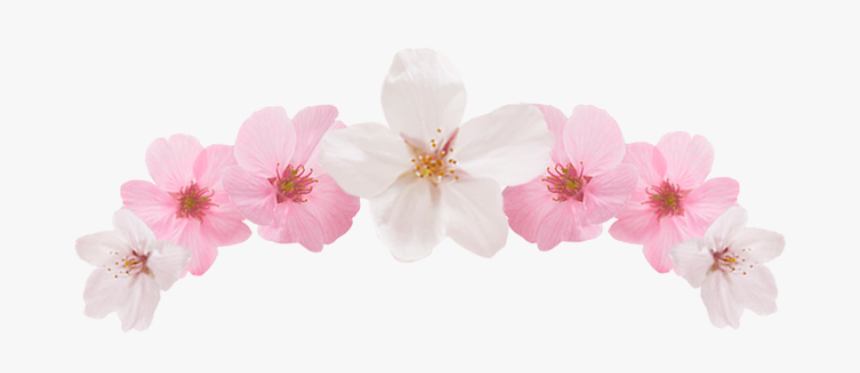 Editing, Cute Pngs, Bnw - Impatiens, Transparent Png, Free Download