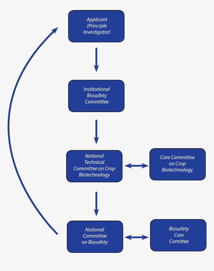 The Regulatory Process Of Cultivation Approvals In - Import Process In Bangladesh, HD Png Download, Free Download