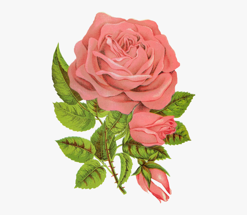 Overlay, Png, And Transparent Image - Followers Rose, Png Download, Free Download