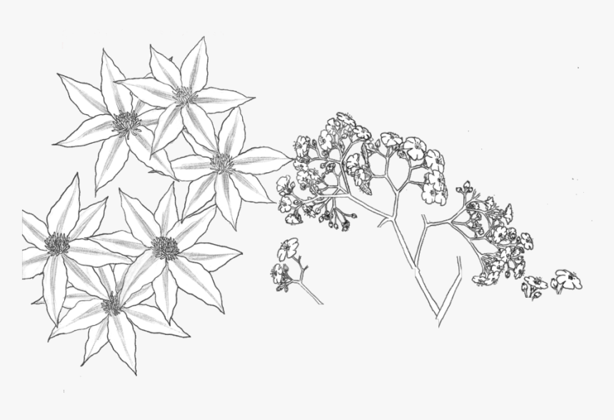 Tumblr Transparent Flower Drawing Download - Cluster-lilies, HD Png Download, Free Download